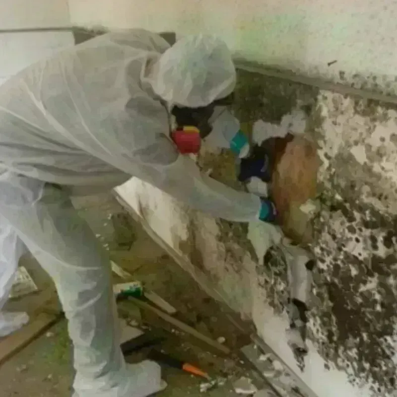 Mold Remediation and Removal in Chester, WV